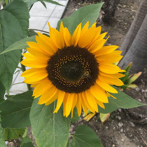 Meet your Posher, Aurora